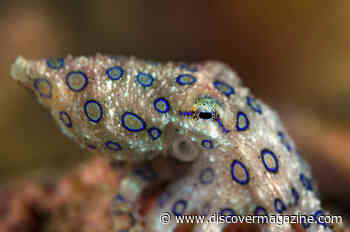 The Tiny Blue-Ringed Octopus Is Iridescent and Deadly