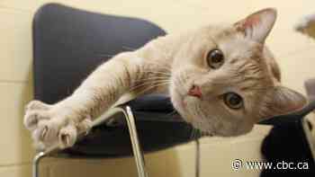 110 cats surrendered to Calgary Humane Society from single home