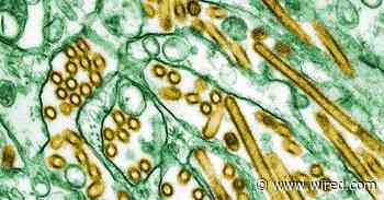 CDC Confirms First US Case of Severe Bird Flu