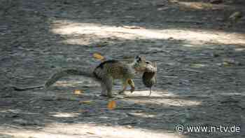 "Es war schockierend": Fleischfressende Erdhörnchen in USA gesichtet