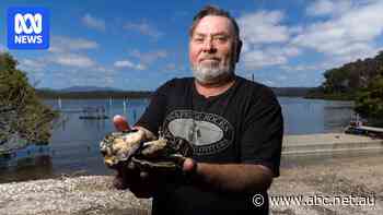Pearler of a Christmas ahead for these oyster farmers