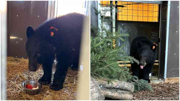 Emaciated bear cub rescued by Alberta wildlife organization