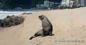 Robbe besucht den Strand von Ipanema in Rio de Janeiro