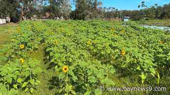 Clearwater farmer begins to harvest for first time since hurricanes