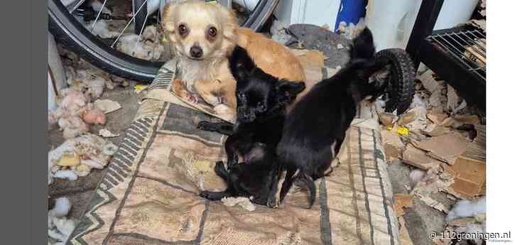 Vijf hondjes(chihuahua’s) verwaarloosd in vervuilde schuur