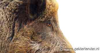 Jager wil wild zwijn schieten, maar raakt jongen en meisje: ‘Ouders kregen telefoon dat hun kind is beschoten’