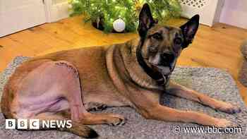Ex-police dog home for Christmas thanks to charity