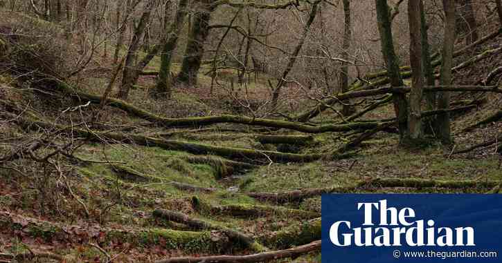 Country diary: A boggy, treacherous, wonderfully unwelcome place | Mark Cocker