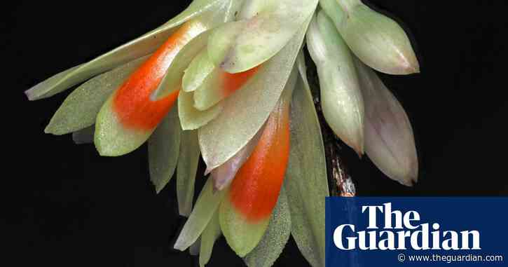 Toadstool with teeth and ghostly palm among plant and fungus finds of 2024