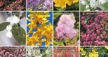 Shrub collection perfect for year-round interest in the garden!