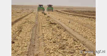 Eerste Egyptische aardappeloogst midden januari verwacht