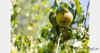"We hopen dat de perenafzet na de feestdagen weer aantrekt"