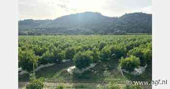 Spaanse avocado-oogst herstelt zich, vooral buiten de provincie Málaga