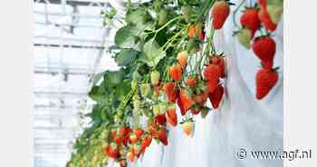 Stofzuigerfabrikant Dyson stapt in aardbeienteelt