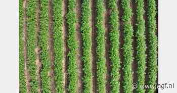 Drones tegen Phytophthora