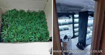 Police find nearly 6,000 cannabis plants during drug bust