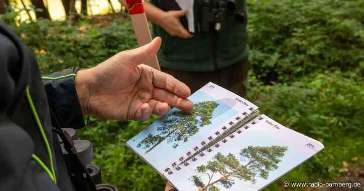 Trockenheit macht Wald in Bayern weiter zu schaffen
