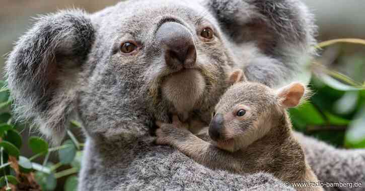 Stuttgarts Koala-Nachwuchs kommt neugierig aus den Beuteln