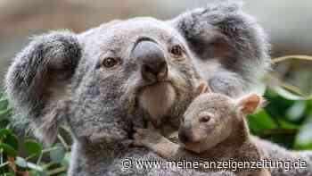 Stuttgarts Koala-Nachwuchs kommt neugierig aus den Beuteln