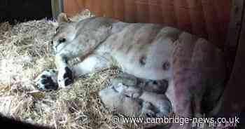 Trio of rare lion cubs born at zoo near Cambridgeshire