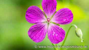 Winterpflege im Garten: Diese 5 Pflanzen brauchen keine Bewässerung