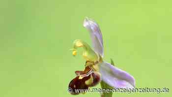 Kuriose Orchidee: Die Bienen-Ragwurz ist der Heimlichtuer 2025