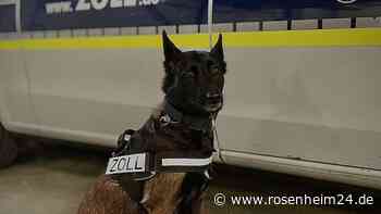 Illegal Drogen nach Deutschland gebracht: Hündin des Hauptzollamtes Rosenheim schlägt mehrfach an