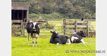 Gemiddeld inkomen biologische melkveehouders met €16.000 gedaald