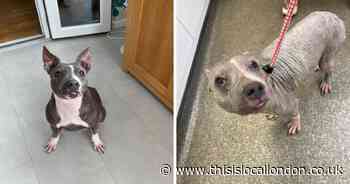 Flea-ridden dogs saved from 'worst case of cruelty' at hands of Canning Town pair