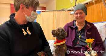 Palliativstation in Eutin: Hundetherapie im Krankenhaus bringt Trost