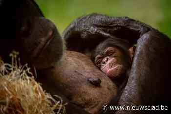 Kies mee de naam voor chimpanseebaby in Zoo Antwerpen