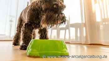 Hundefutter-Rückruf wegen Glasscherben: Nicht verfüttern – Tier in Gefahr