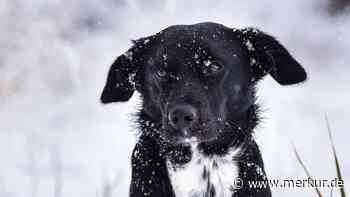 Beliebter Weihnachtsklassiker: Erkennen Sie den niedlichen Hund im Video?