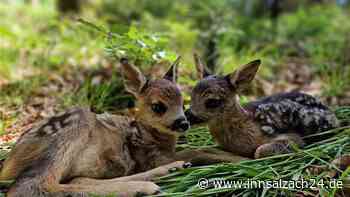 „Uns ist nichts aufgefallen“: Rehkitze niedergemäht - Warnschuss für Bauern vor Gericht