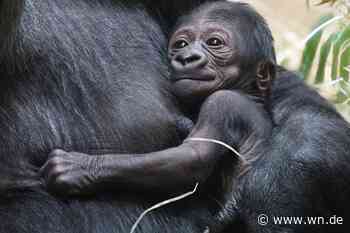 Allwetterzoo sucht Namen für kleinen Gorilla