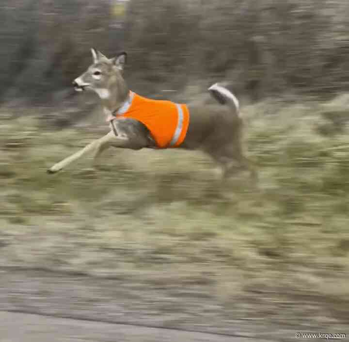 Hi-vis vested deer spotted in Hillsdale County