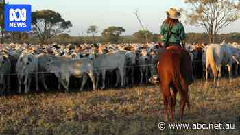 Rain brings increased confidence among Queensland primary producers