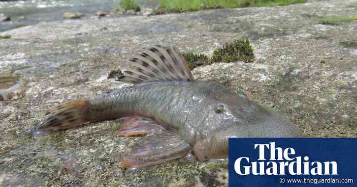 Blob-headed fish and amphibious mouse among 27 new species found in ‘thrilling’ Peru expedition