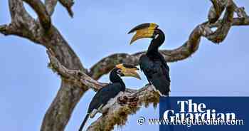 Week in wildlife in pictures: a dangling marmoset, rare leopard babies and an eyelash snake