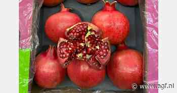 Sapex start granaatappelseizoen met vroeg ras Angel Red en kleinere maten