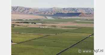 Namibische druiventelers kijken terug op uitstekend seizoen