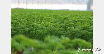 "De eindejaarspiek kunnen we tegenwoordig mooi opvangen met lokale, duurzame kruiden"