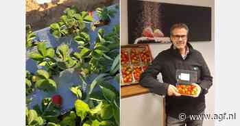 "Dalende prijzen Egyptische aardbeien, late start Grieks aardbeienseizoen"