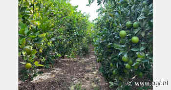 "Spanje en zelfs Marokko kan niet meer concurreren met Egypte op prijs in sinaasappelmarkt"