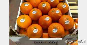 Tacle citrus: pitloos en gemakkelijk te pellen