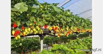 "Klodia, een oplossing voor de uitdagingen van de moderne aardbeienteelt"