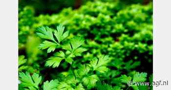 RASFF: Chloorpyrifos in peterselie uit België