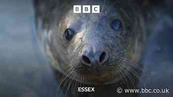 Injured Jersey seal is rehomed along the Essex coastline