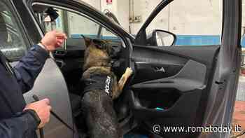 In autostrada con l'auto carica di 'fumo', pusher incastrato dal fiuto del cane antidroga