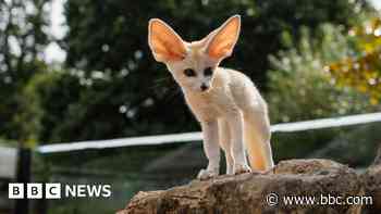 Safari park confirms death of hand-reared fox kit